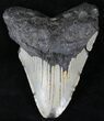 Bargain Megalodon Tooth - North Carolina #21708-1